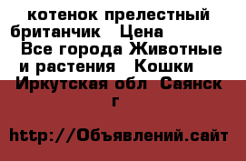 котенок прелестный британчик › Цена ­ 12 000 - Все города Животные и растения » Кошки   . Иркутская обл.,Саянск г.